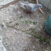 جفت کرواتی|پرنده|خرمشهر, |دیوار