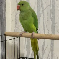 جوجه طوطی ملنگو ۴ماهه