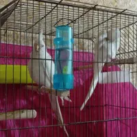 عروس هلندی البینو شرط خالص و مولد|پرنده|شادگان, |دیوار