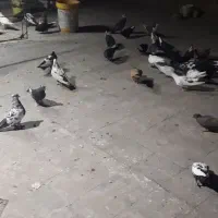 گمشده|حیوانات|اهواز, شهرک رزمندگان|دیوار