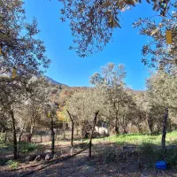 خانه باغ|فروش خانه و ویلا|توتکابن, |دیوار