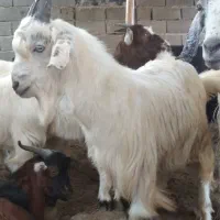 نر چبش چاق شیر مست سه عدد|حیوانات مزرعه|فاضل آباد, |دیوار