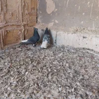 کفتر کبوتر سرور دم سفید زاغ دم سفید|پرنده|قم, در بهشت|دیوار