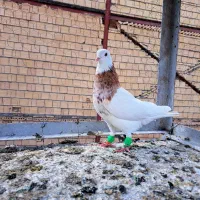 کفترطوقی هفت رنگ کلاغ کربلایی طوقی سرخ سینه سبز۵تا