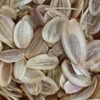 فروش فوری بذرطبس