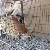 کبوتر الوان