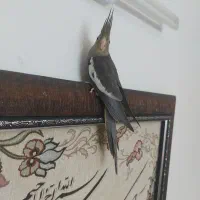 عروس هلندی