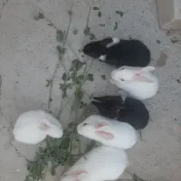 6عدد بچه خرگوش متولد 23مرداد