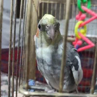 عروس هلندیم گم شده