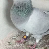 کبوتر گم شده