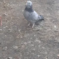 کبوتر پرشی دولا