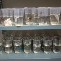 فایتر همه مدل
