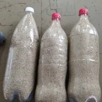 بذر
