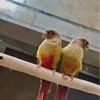 جفت گرینچیک مولد