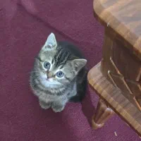 گربه های کوچولوی زیبا