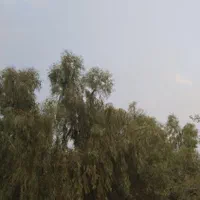 چوب ودرخت اکالیپتوس از کشاورز