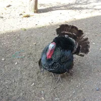 بوقلمون نر|حیوانات مزرعه|تهران, تولید دارو|دیوار