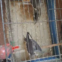 عروس علندی مولد|پرنده|مشگین شهر, |دیوار