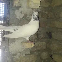 کبوتر