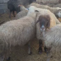 ۱۸راس میش ترکی ودورگ جفتی ۲۸۵۰۰۰۰۰|حیوانات مزرعه|بهمن صغاد, |دیوار