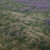 گیاهان دارویی