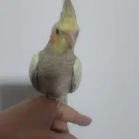 دوعددعروس هلندی دوماهه و نیمه نژاد سخنگویک میلیون|پرنده|کرمان, |دیوار