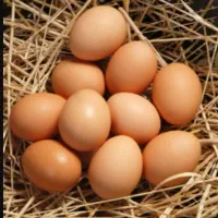 تخم مرغ خانگی درجه یک