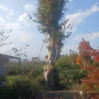 فروش درخت پایان کاری ،جرایم شهرداری ،درخت بن بالا