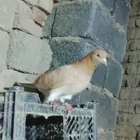 کبوتر خاص ساعت سنگین