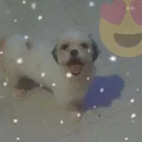 سگ شیتزو|سگ|مشهد, انقلاب|دیوار