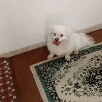 فروش سگ|سگ|رشت, نظری|دیوار