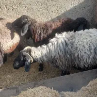 تعدای میش سوز ملحه بره دار قیمت توافقی|حیوانات مزرعه|رونیز, |دیوار