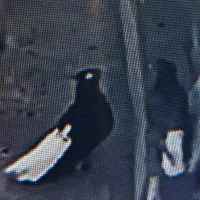 یک جفت دم سفید|پرنده|نیشابور, شهید جعفری|دیوار