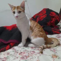 گربه گم شده