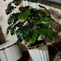 گل و گلدان بزرگ زیبا