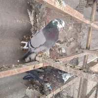 ده طوق کبوتر پرشی