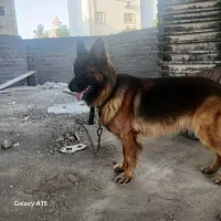 ژرمن اصل|سگ|رشت, حومه رشت|دیوار