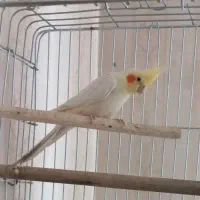 لوتینو نر مست مست آماده جفت گیری|پرنده|صباشهر, |دیوار