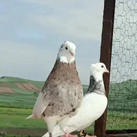 یک عدد طوقی دو رنگ جهت برکت