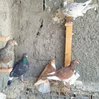 کبوتر