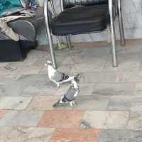 نر ماده ابلغ
