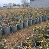 نهال بلوبری سایز بزرگ|گل و گیاه طبیعی|رشت, بوسار|دیوار