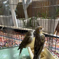 قناری جفت سوپر