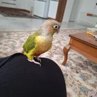 طوطی گرینچیک