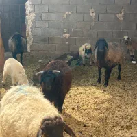 میش آبستن و بره دار