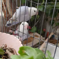 ۲ عدد کوتوله مارال سفید یاسی یک و نیم ساله|پرنده|قم, تولید دارو و یخچال|دیوار