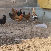 مرغ محلی تخم گذار