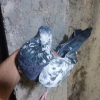 نر سوسکی  پرشی