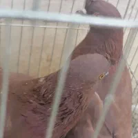 جفت گلی