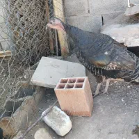 3عدد بوقلمون